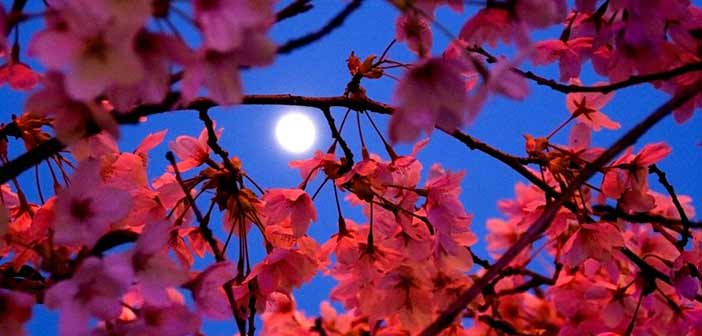 cherry-blossom--moon
